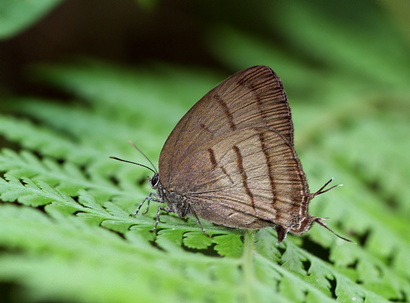 Deep-green Hairstreak