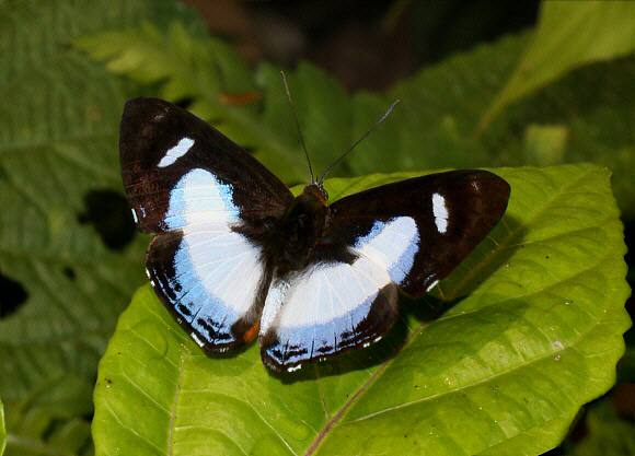 Irenea Metalmark