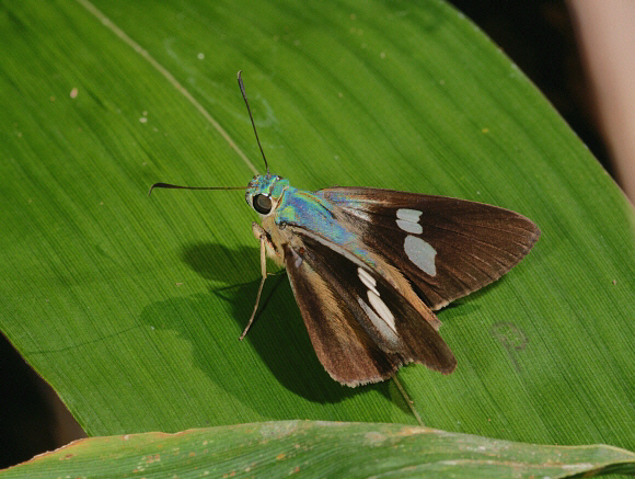 Blue False Flasher