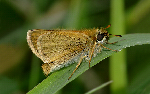 Thymelicus%20lineola%20005a - Learn Butterflies