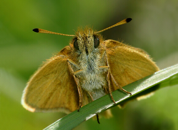 Thymelicus%20lineola%20antennae%202 - Learn Butterflies