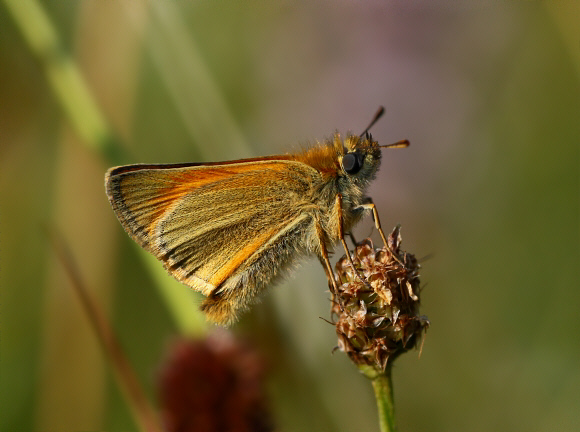 Thymelicus%20sylvestris%200165 001a - Learn Butterflies