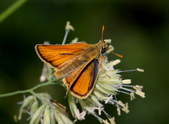 Small Skipper