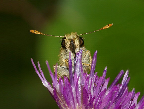 Thymelicus%20sylvestris%202863 001a - Learn Butterflies