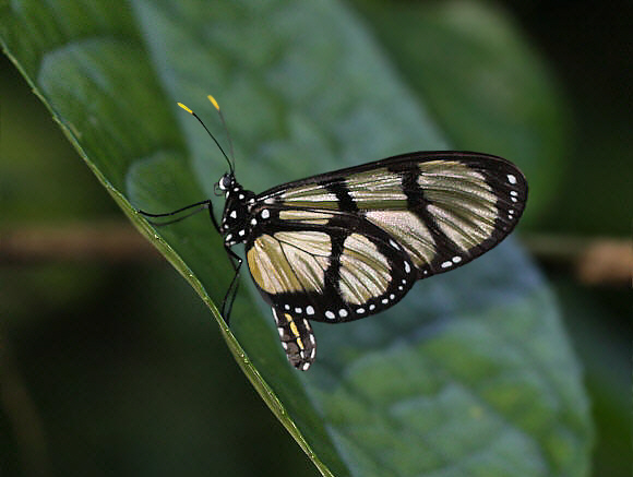 Thyridia Glasswing