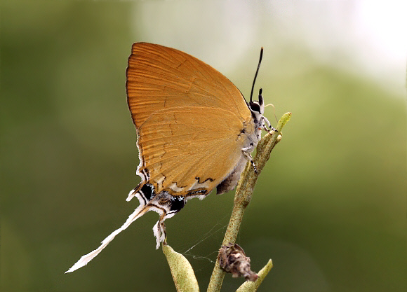 Ticherra acte, Chilapata, West Bengal, India - Adrian Hoskins