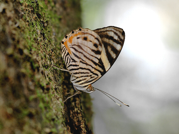 Zebra Sapseeker