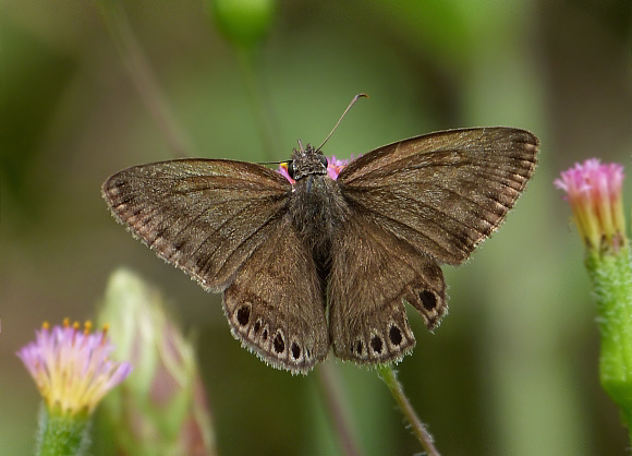 Satyr Skipper