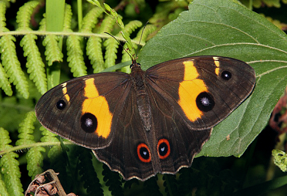 Swordgrass Brown