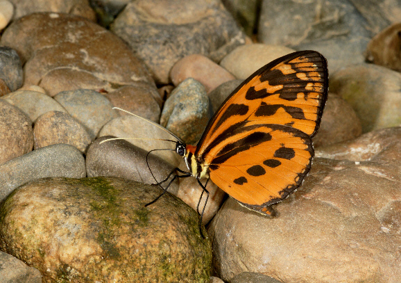 Tithorea harmonia hermias, Madre de Dios, Peru – Adrian Hoskins