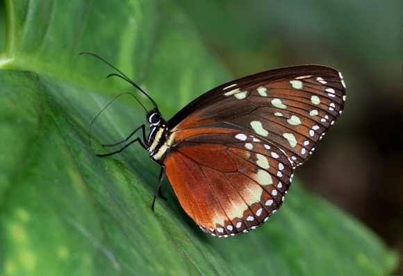 Tarricina Tiger