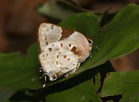 Cydrara Hairstreak