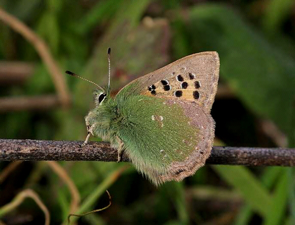 Provence Hairstreak