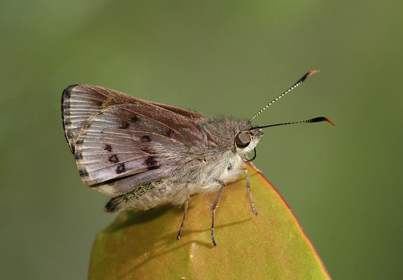 Trapezites praxedes female, Blue mountains, NSW, Australia - David Fischer