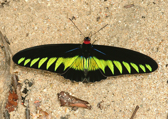 Trogonoptera%20brookiana%20021a - Learn Butterflies