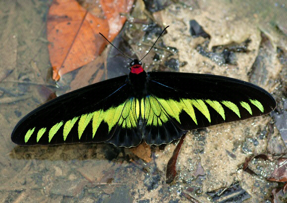 Trogonoptera brookiana albescens, male at hot sulphur spring, Kuala Woh - Adrian Hoskins