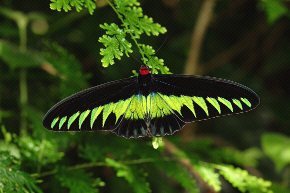 Rajah Brooke's Birdwing Trogonoptera brookiana albescens - Adrian Hoskins