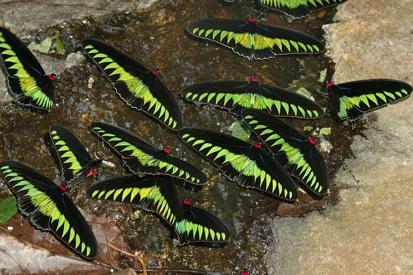 part of a group of 100 males seen at Ulu Gerok - Adrian Hoskins