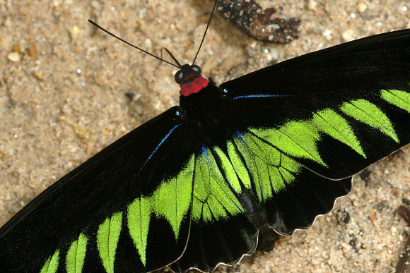 Rajah Brooke’s Birdwing