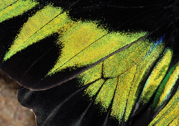 Trogonoptera brookiana albescens, wing detail - Adrian Hoskins