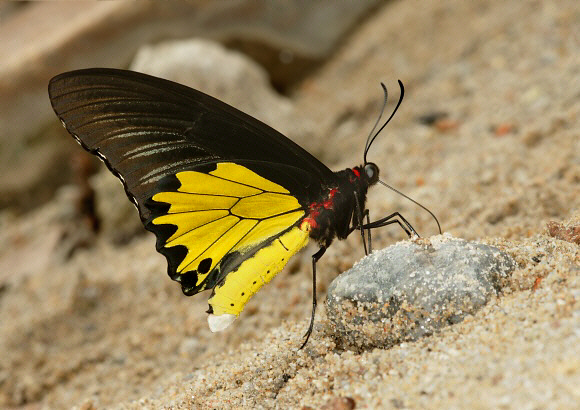 Common Birdwing