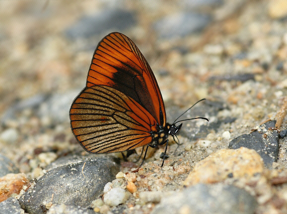 Lymanopoda acraeida malia, Manu cloudforest, 1700m, Peru - Adrian Hoskins