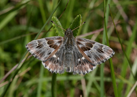 Tufted Marbled Skipper