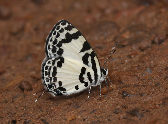 Tuxentius carana, Bobiri, Ghana - Adrian Hoskins