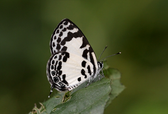 Forest Pied Pierrot