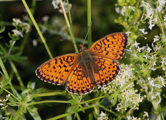 Twin-spot Fritillary