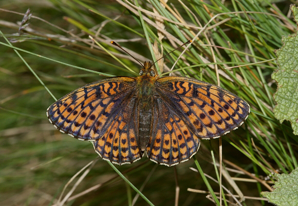 Twin spot%20Fritillary%203PBJa - Learn Butterflies