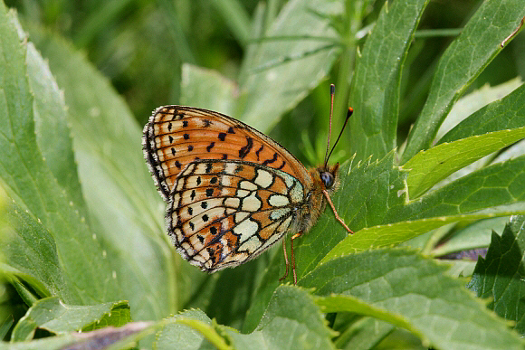 Twin spot%20Fritillary%20unsPBJ001a - Learn Butterflies