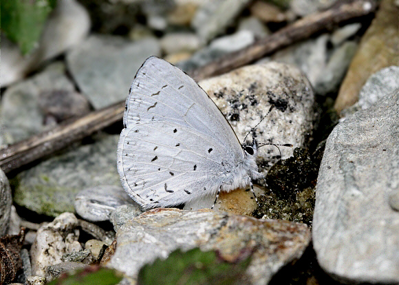 Pale Hedge Blue