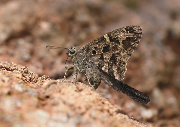 Urbanus dorantes, Catarata Bayoz, Le Merced, Peru - Adrian Hoskins