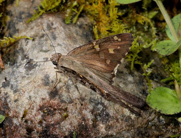 Urbanus dorantes, Catarata Bayoz, Peru - Adrian Hoskins