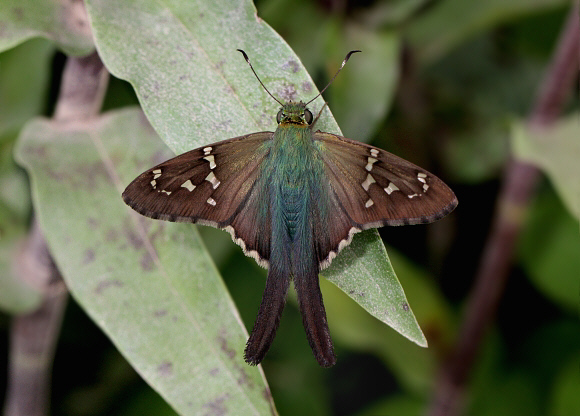 Proteus Longtail