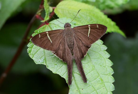 Teleus Longtail