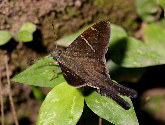 Urbanus teleus, Catarata Bayoz, La Merced, Peru - Adrian Hoskins