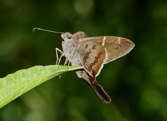 Urbanus teleus, Santa Fe de Antioquoia, Colombia - Adrian Hoskins