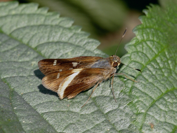 Vacerra hermesia cecropterus, Rio Kosnipata, Peru