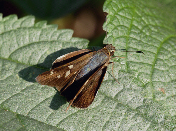 Hermesia Skipper