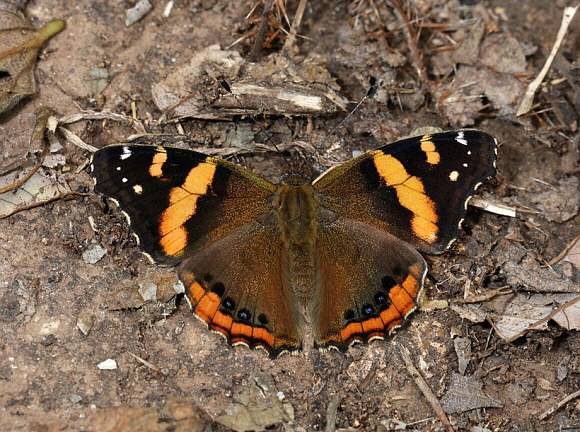 Abyssinian Red Admiral