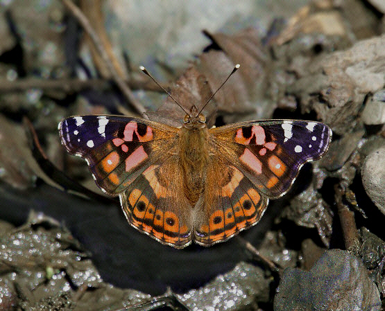 Andean Painted Lady