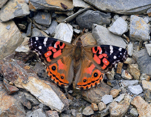 Vanessa braziliensis, Tres Cruces, Manu 3200m, Peru – Adrian Hoskins