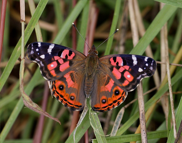 Vanessa braziliensis, Shismay, Peru – Adrian Hoskins