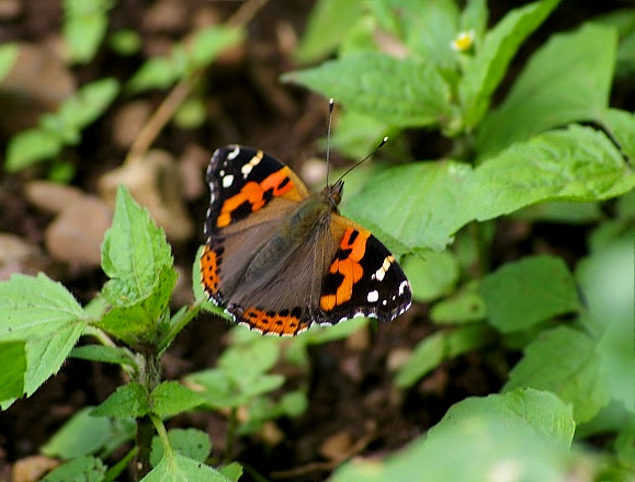 Indian Red Admiral