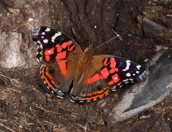 Vivid Painted Lady