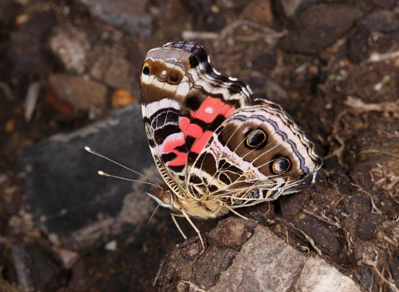 Vanessa myrinna, Peru – Tony Hoare