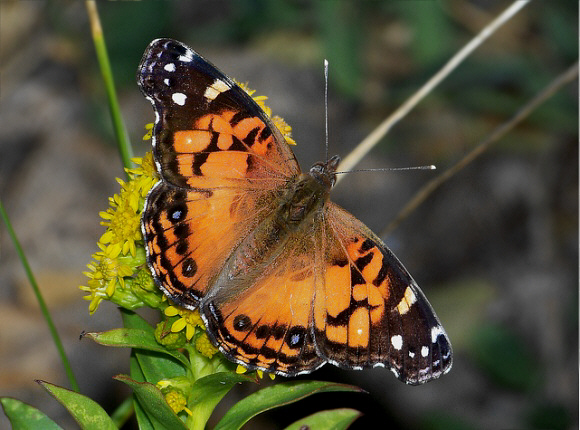 American Painted Lady