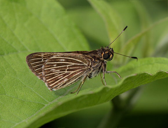 Pasture Skipper